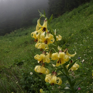 Lilium monodelphum var. armenum  @North-east Turkey